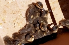 Mamma germano e anatroccoli salvati in strada