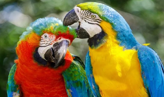 Anche pappagalli nella casa della donna finita a processo