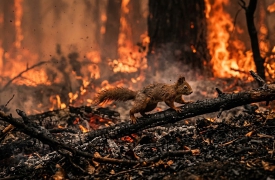 Boschi divorati dal fuoco: strage di animali