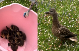 Mamma anatra “sbaglia” nido: salvati otto piccoli