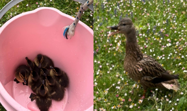 Gli anatroccoli sono stati soccorsi dai proprietari di casa e dai volontari della Lipu