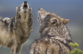 Sempre più lupi: 49 esemplari e otto branchi