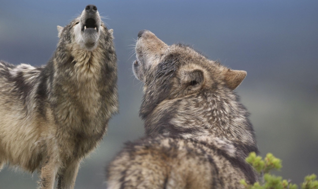 Sempre più lupi: 49 esemplari e otto branchi