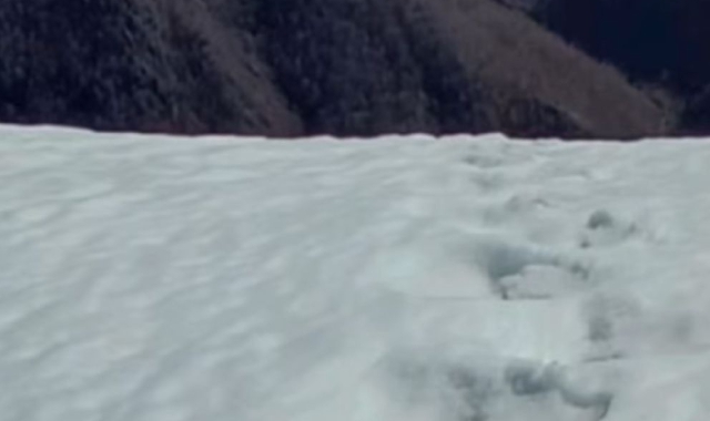 L'orso esce dal letargo e passeggia sulla neve