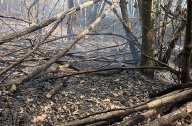 Spente le fiamme sopra il San Carlone