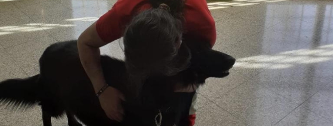 In ufficio insieme al cane: benefici per tutti