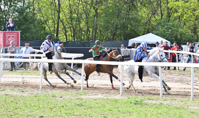 Le corse di addestramento del Palio  (foto Domenico Ghiotto)