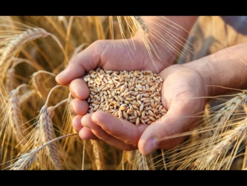 Usa, 'da G20 timori su catene di approvvigionamento di cibo e fertilizzanti'