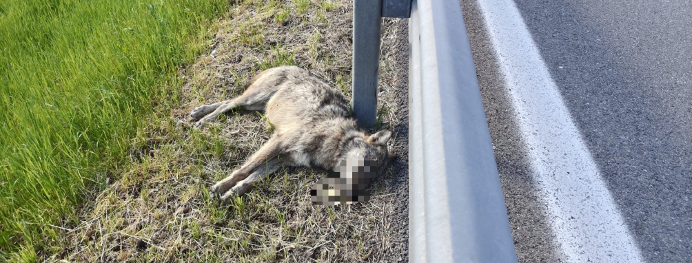 Lupo travolto e ucciso a Buguggiate