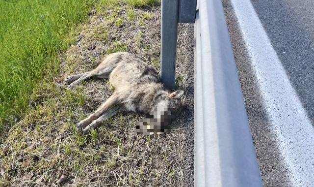 Lupo travolto e ucciso a Buguggiate