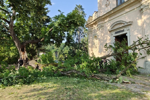 Crollo dell’ippocastano. Agronomo sotto accusa