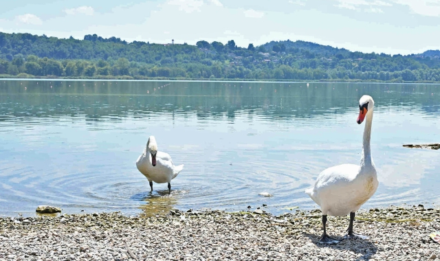 Cigni alla Schiranna, simbolo della bella stagione