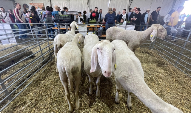 La Fiera a Origgio  (foto Domenico Ghiotto)