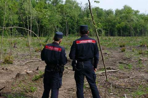 Distrugge il bosco per farsi l’orto: denunciato