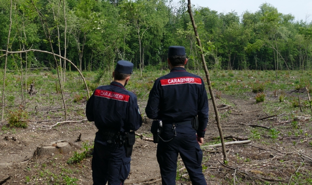 Distrugge il bosco per farsi l’orto: denunciato