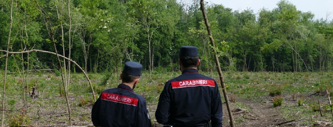 Distrugge il bosco per farsi l’orto: denunciato