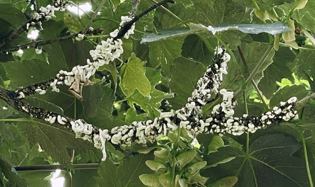 Alcuni rami infestati dalla cocciniglia japonica