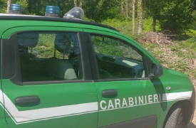 Cavalla trovata agonizzante: denunciata la proprietaria