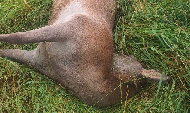 Cerva attraversa il corridoio ecologico: trovata morta a bordo strada