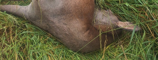 Cerva attraversa il corridoio ecologico: trovata morta a bordo strada