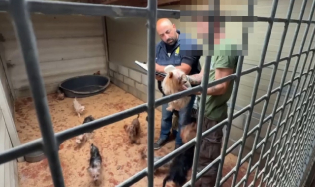 Cuccioli ammassati e denutriti: 40 cani salvati dall’allevamento abusivo