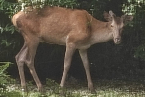 «Cervo vattene da questo giardino»