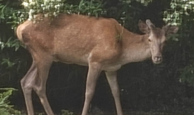 Il cervo nel giardino privato di via Giusti