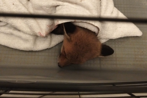 Cucciola di volpe salvata lungo la 336