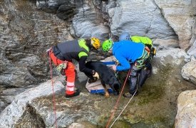 Cane smarrito in montagna salvato dopo sei giorni
