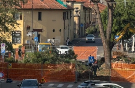 Pini marittimi abbattuti, proteste a Cislago