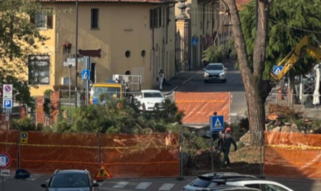 Pini marittimi abbattuti, proteste a Cislago