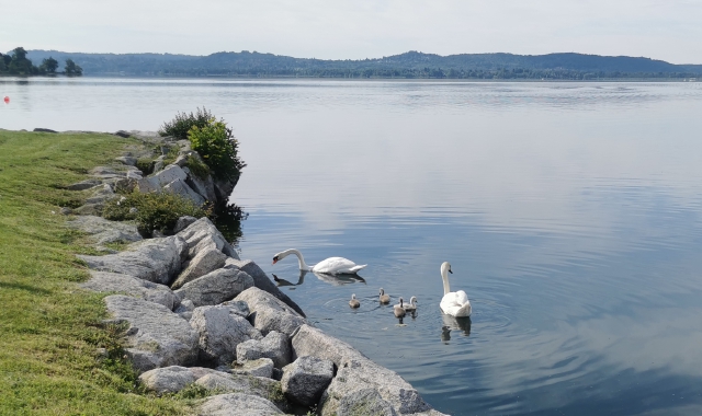 La famiglia di cigni a riva davanti al Galpa Beach