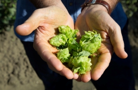 Carlsberg traccia la roadmap della birra sostenibile