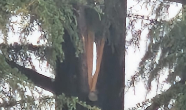 Fulmine spezza il cedro di Tradate. Rischio abbattimento?