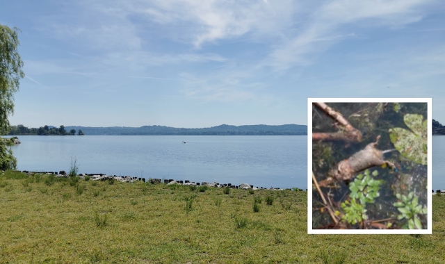 Una riva del lago e nel riquadro l’animale morto