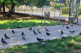Gallarate, parco colonizzato dai piccioni