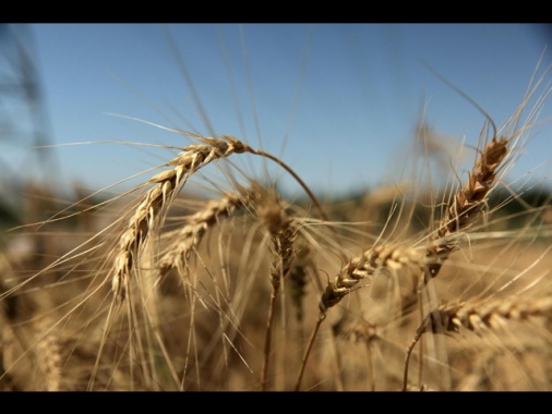 Esposto dei consumatori all'Antitrust contro pasta Divella