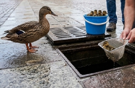 Mamma papera disperata in piazza: salvati i 5 piccoli caduti nel tombino