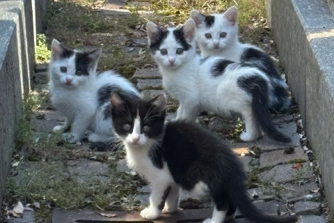Quattro gattini abbandonati al cimitero