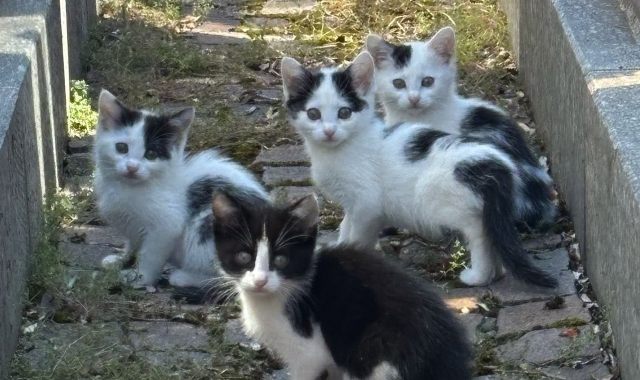 Quattro gattini abbandonati al cimitero