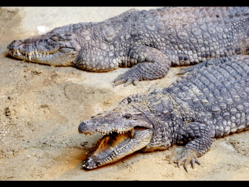 Spinge bambino nel recinto dei coccodrilli in uno zoo, 30enne arrestato in Gb