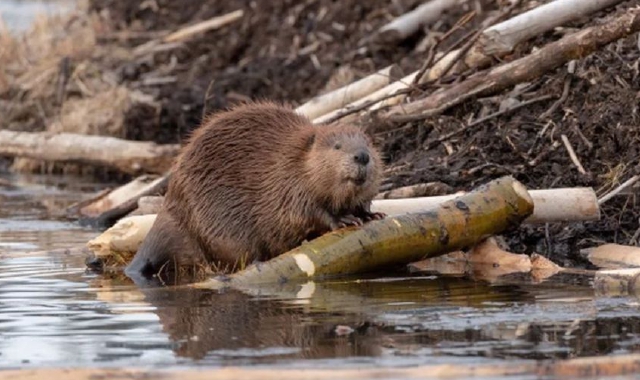Gli otto castori che stanno salvando Londra