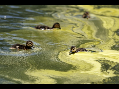 Anatra morta nella Reflecting Pool, si teme avvelenamento per vernice e alghe